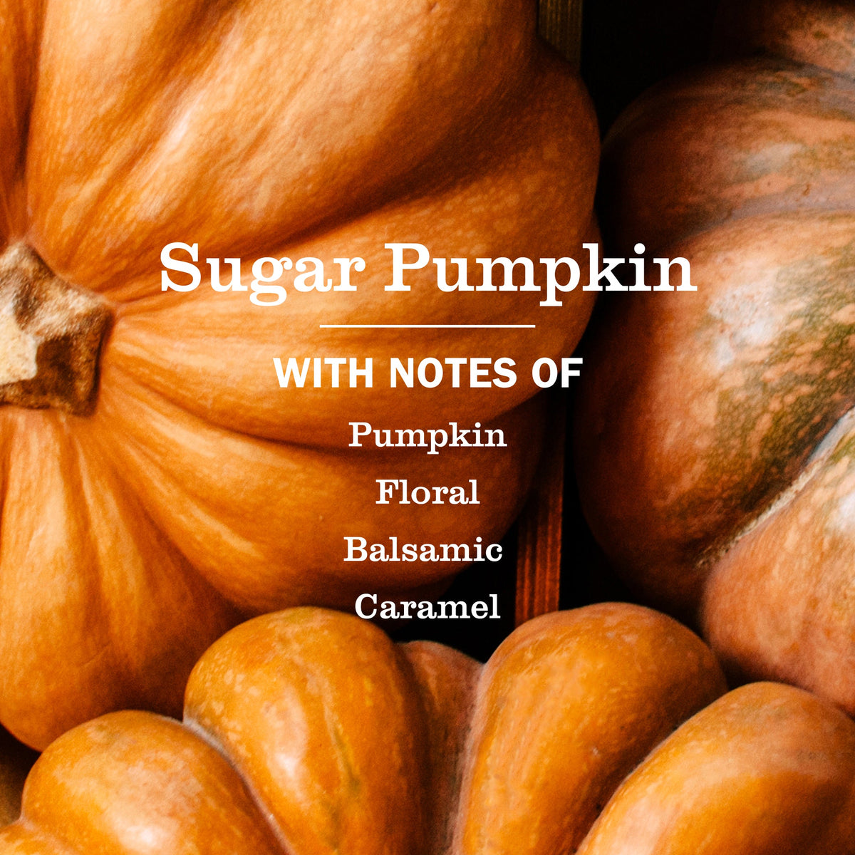 Premium Sugar Pumpkin Collection