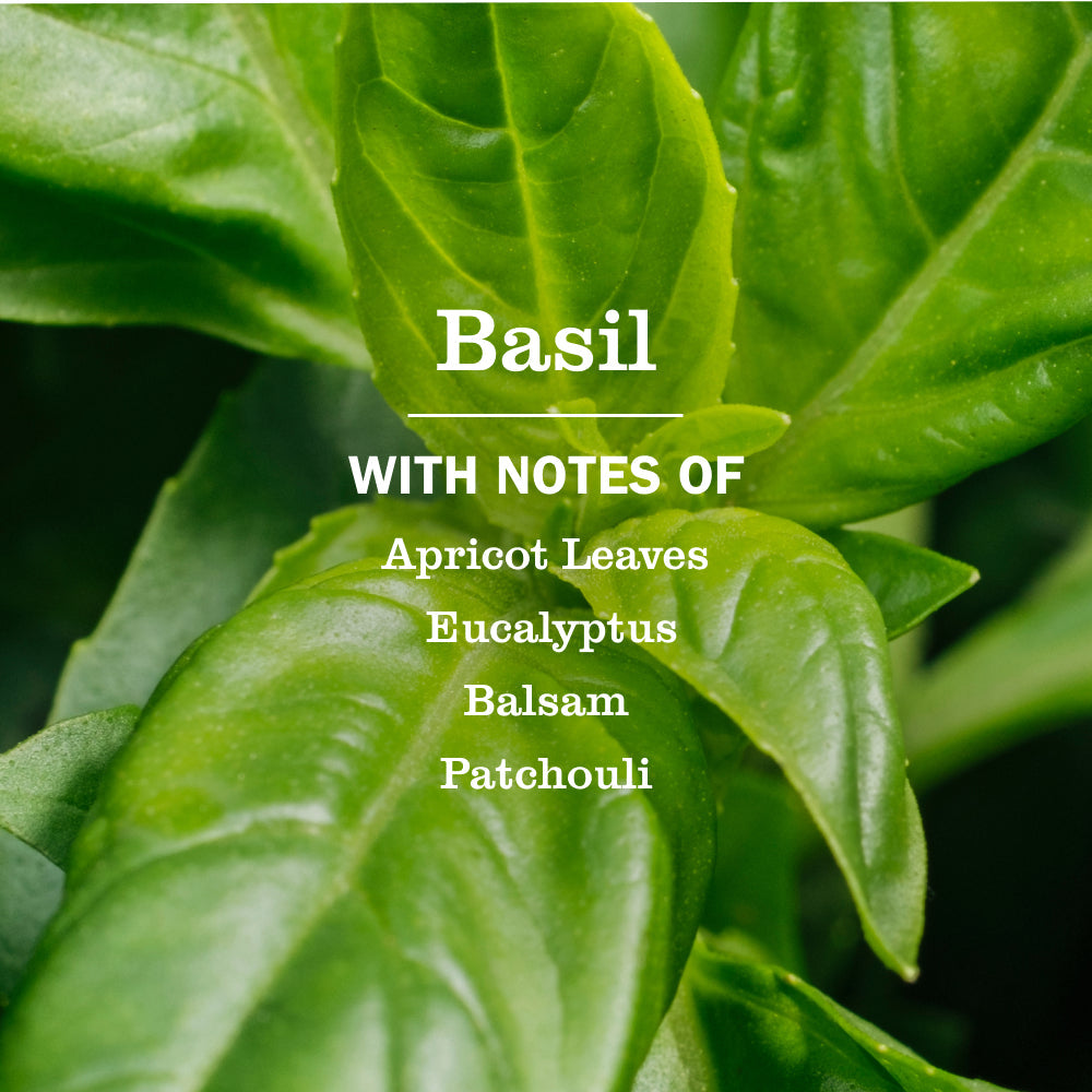Premium Basil Room Freshener