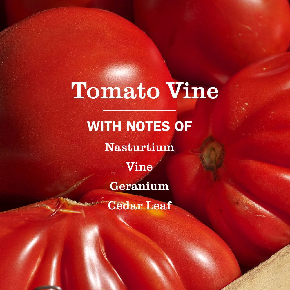 Premium Tomato Vine Room Freshener